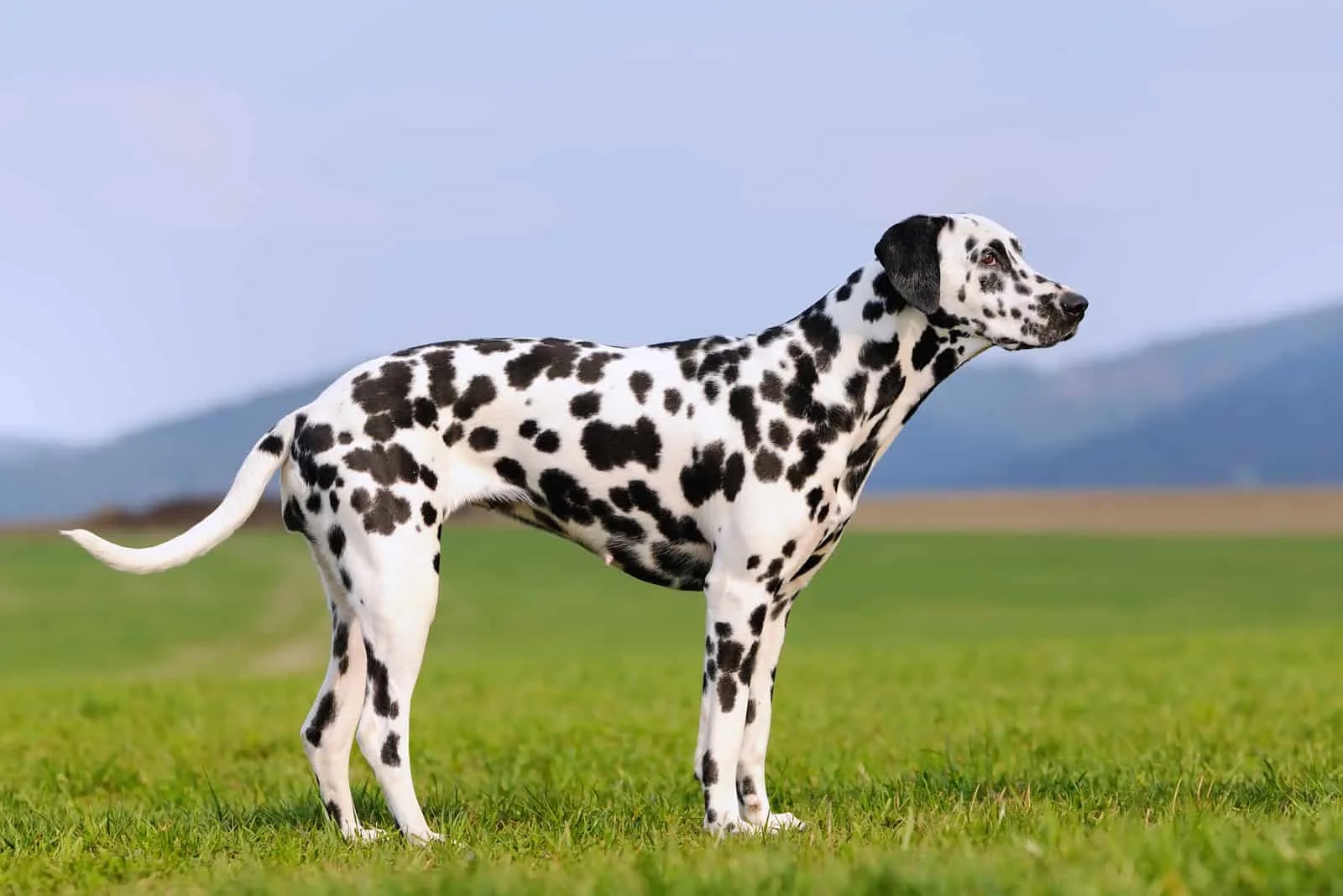 beautiful dalmatian dog standing outdoors