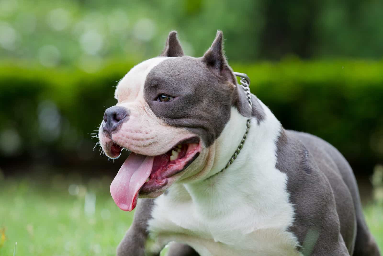 Blue Nose Pitbull Gotti