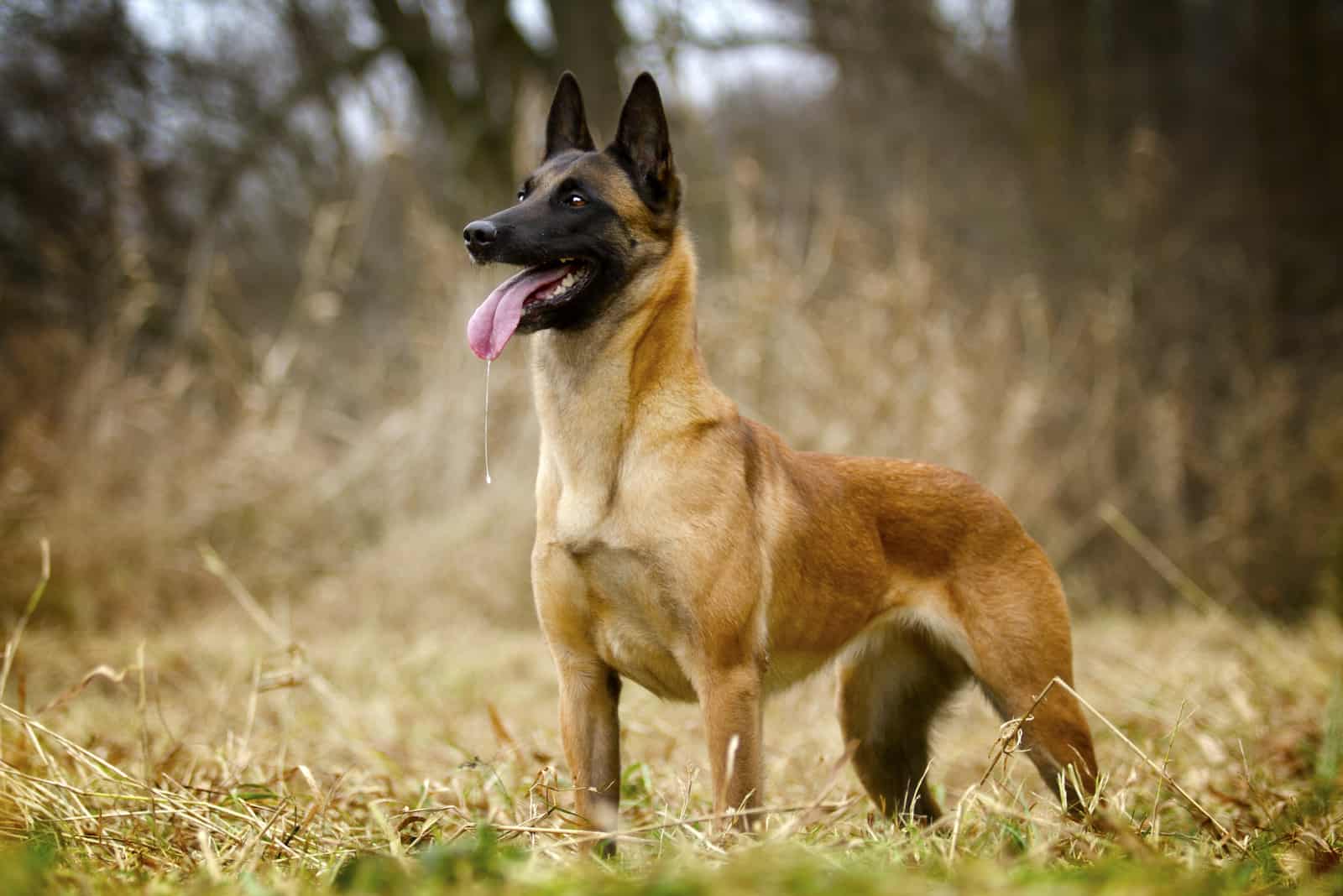 belgian malinois dog standing in nature