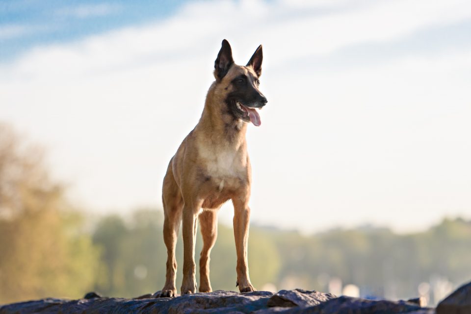 How Much Do Belgian Malinois Cost? All You Need To Know