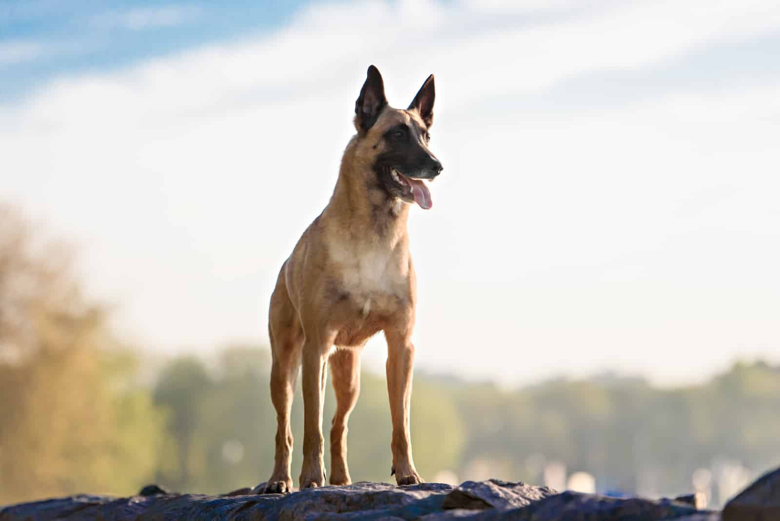 belgian malinois dog standing outdoors