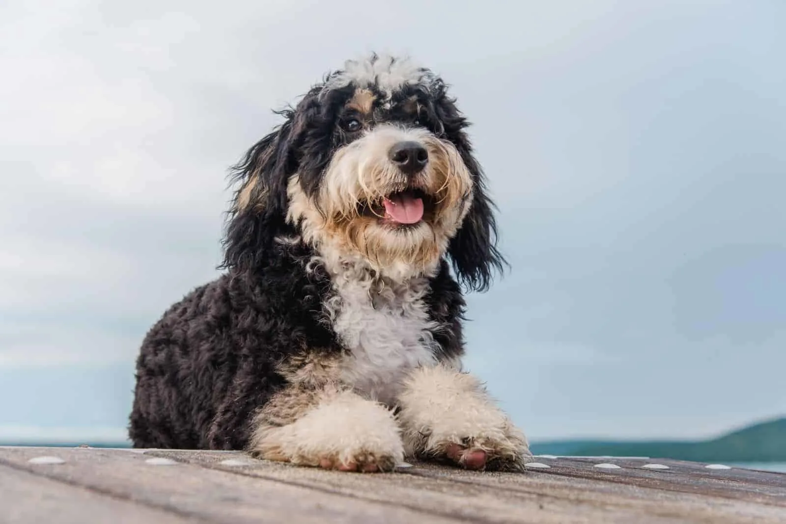 bernedoodle puppy lies on a wooden pier