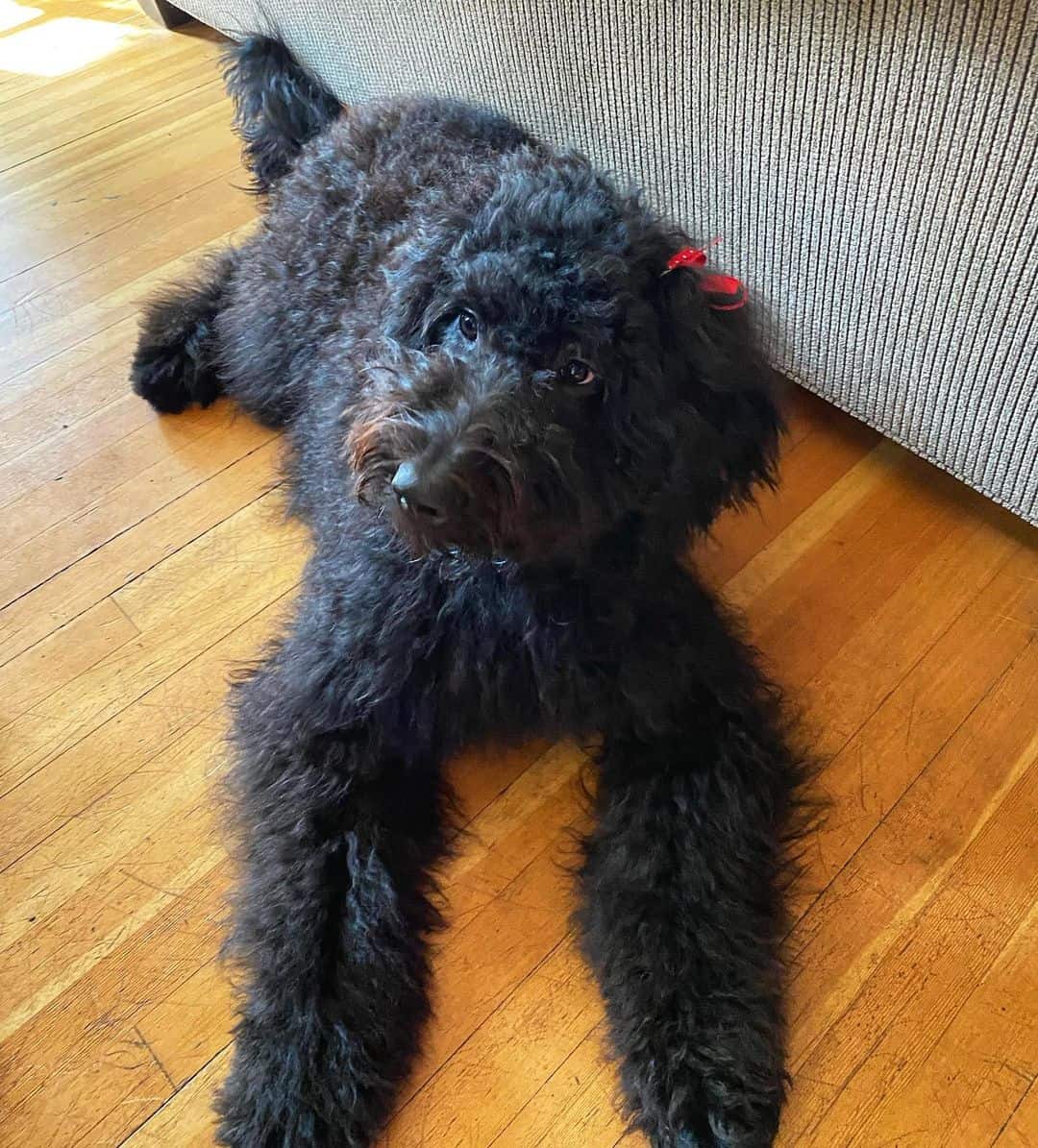black Newfypoo dog lying on the floor