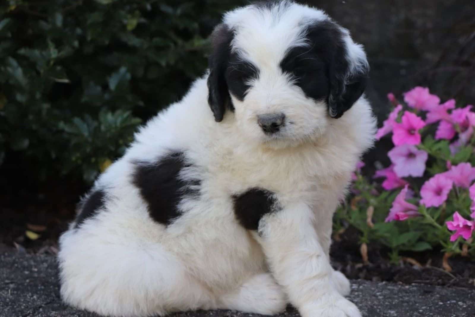 black and white saint berdoodle puppy