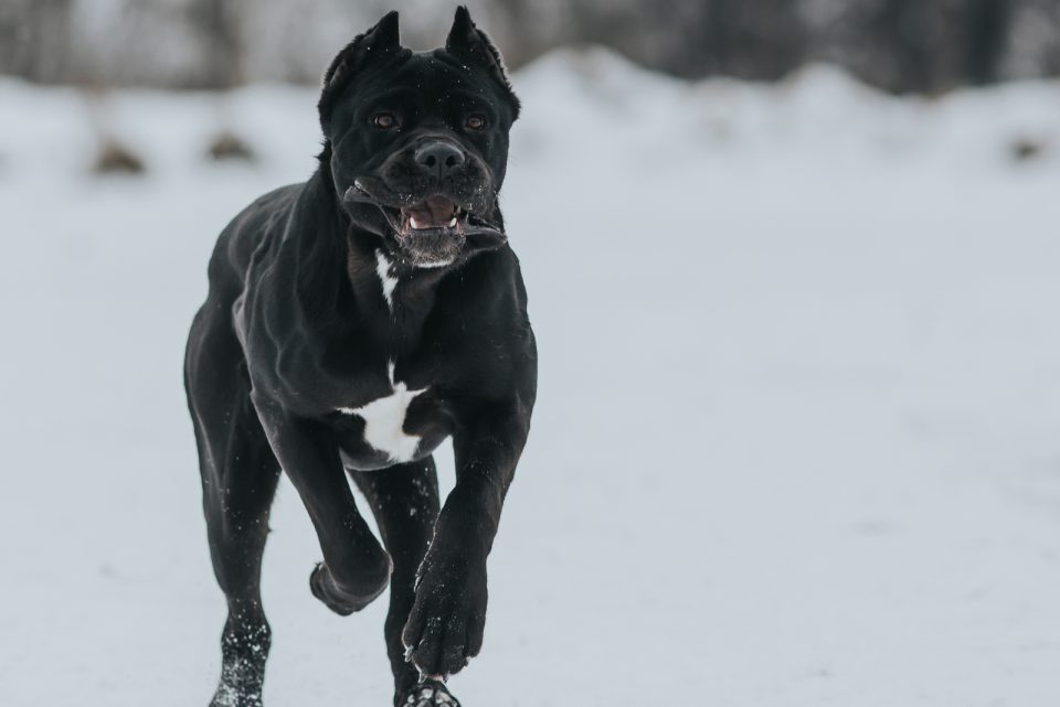 The Complete Guide To The World Of Cane Corso Colors