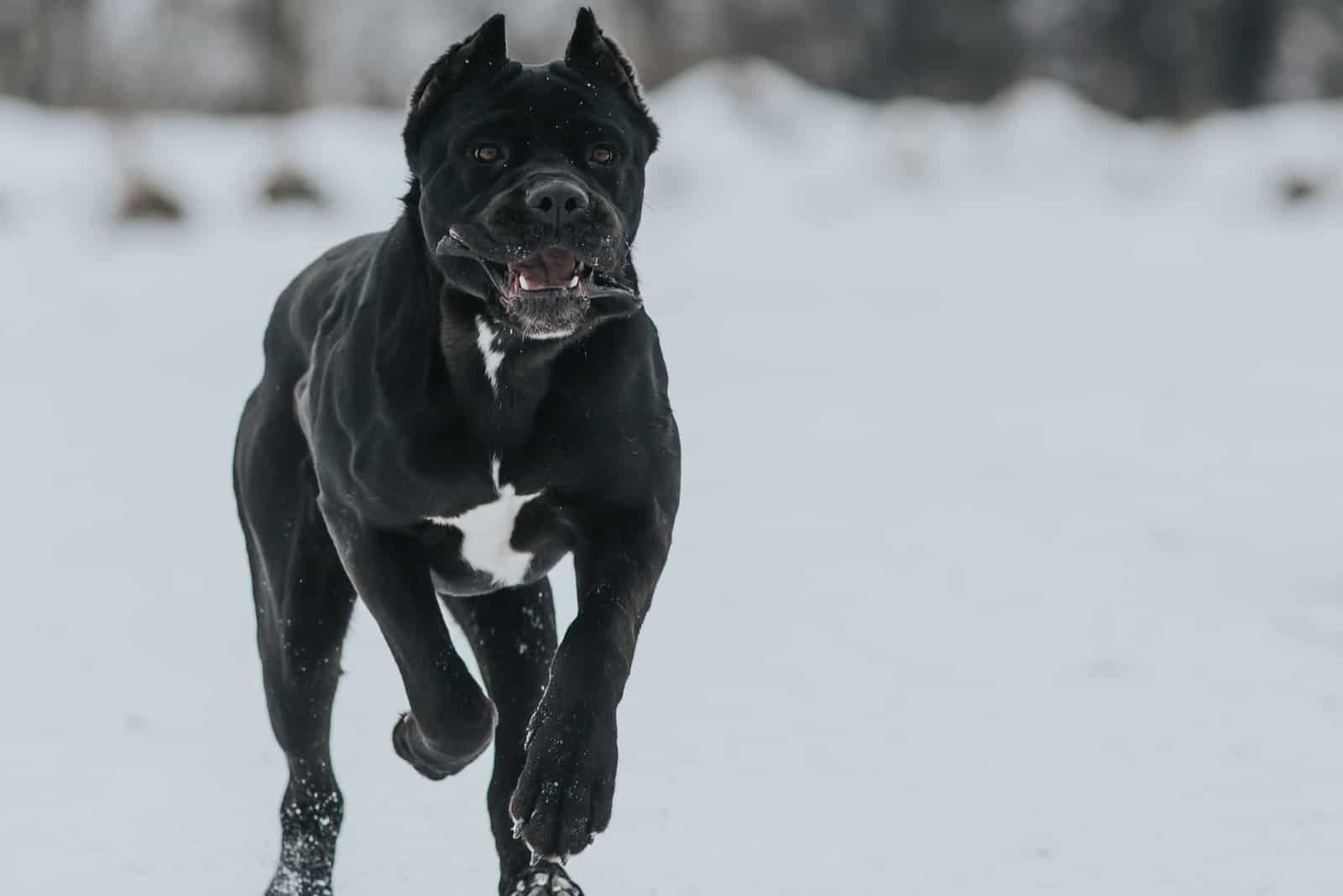 The Complete Guide To The World Of Cane Corso Colors