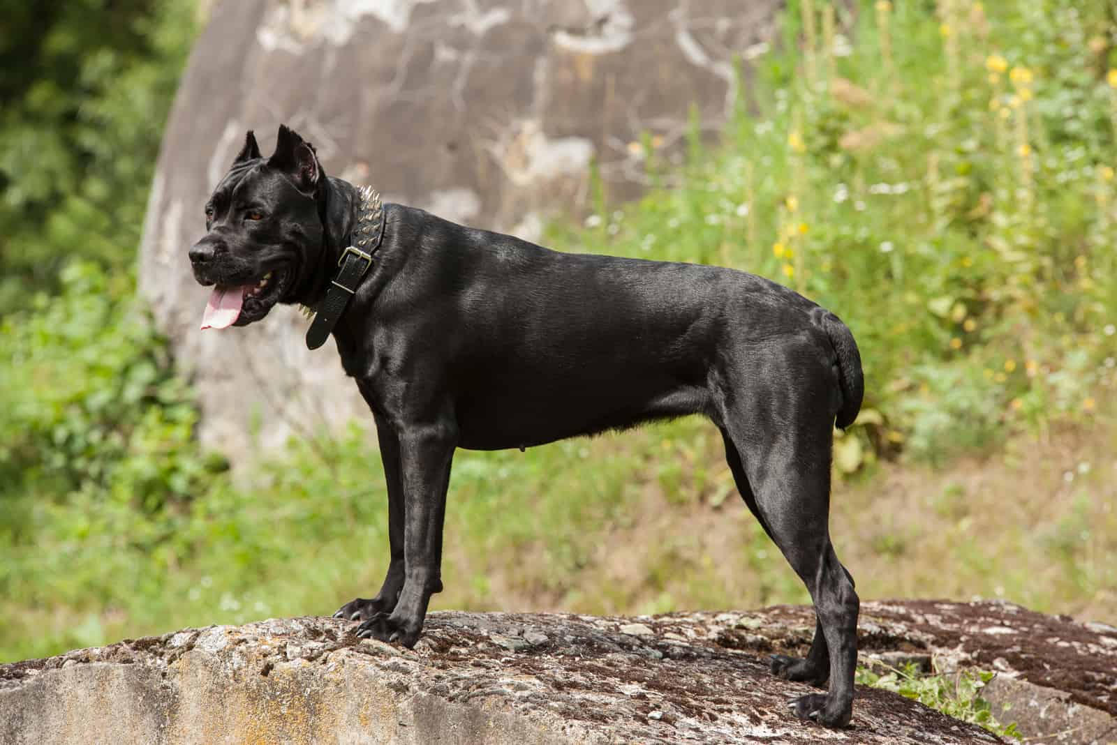 black cane corso