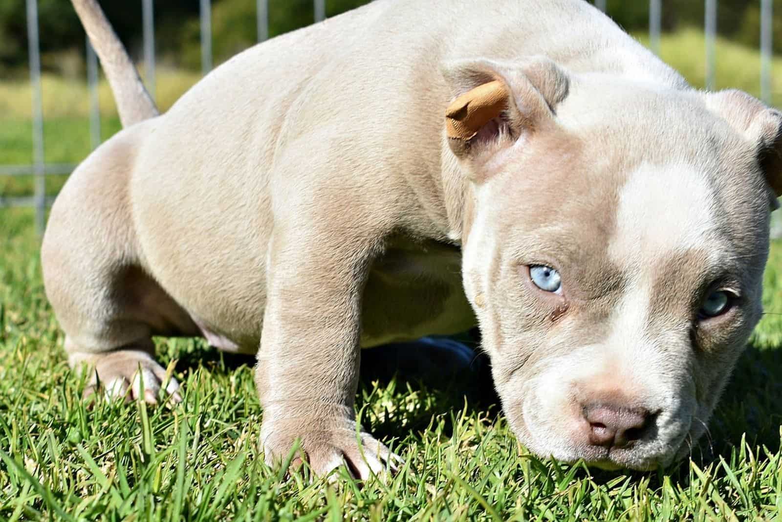 How To Make Tri Color Pitbulls