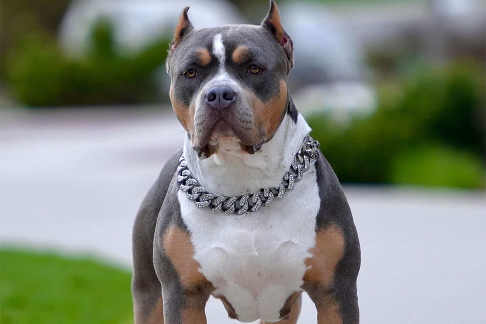 blue tri color pitbull.