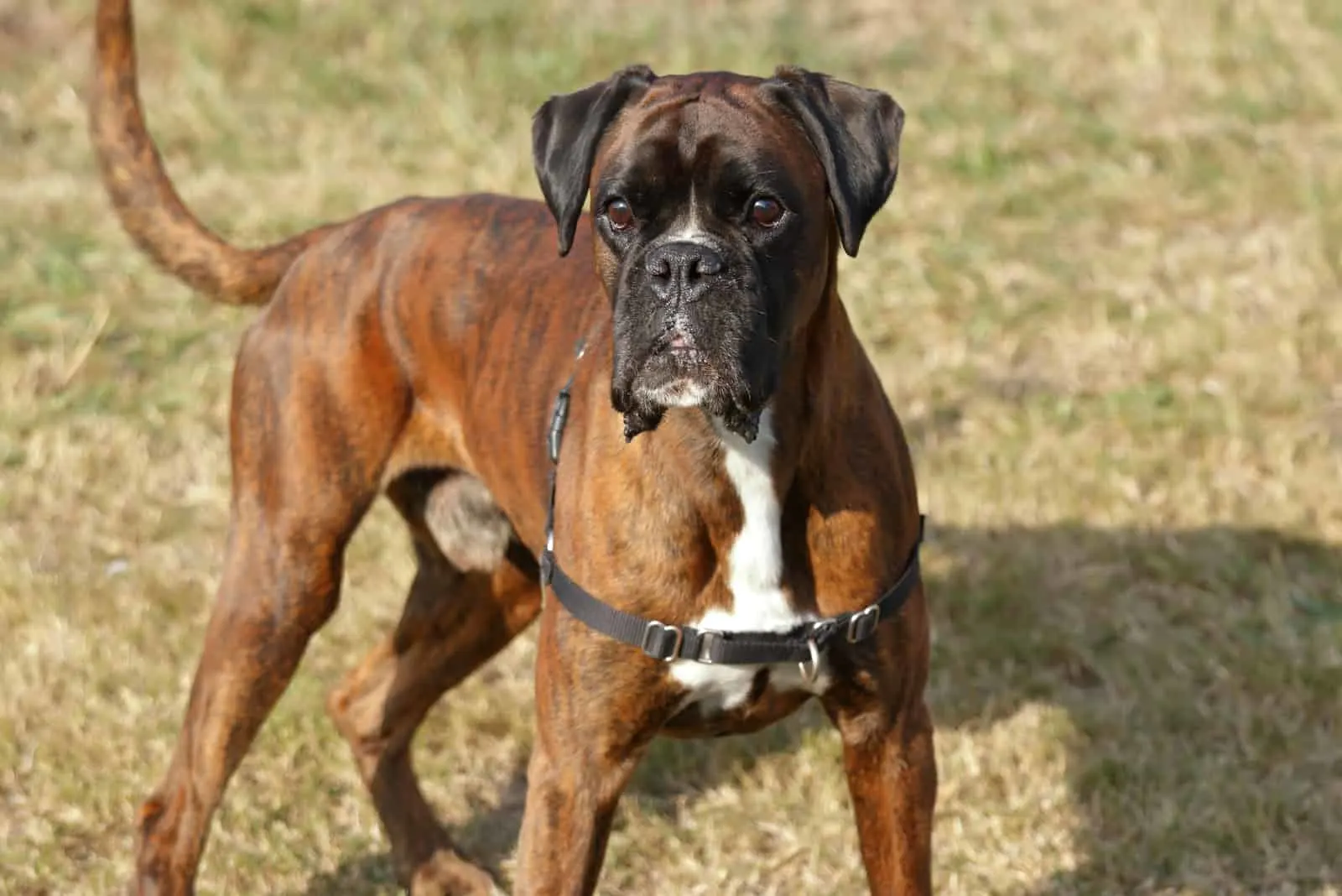 boxer dog standing on the grass