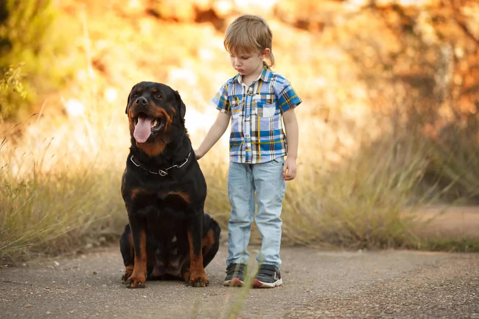 boy and big dog breed Rottweiler