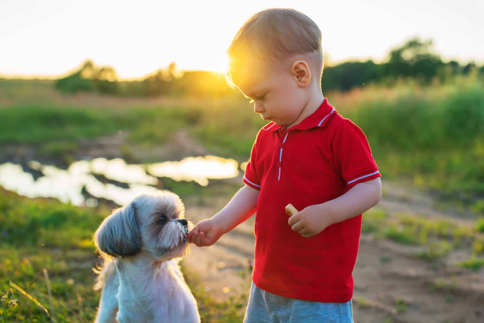 little boy feeding dog on nature walking