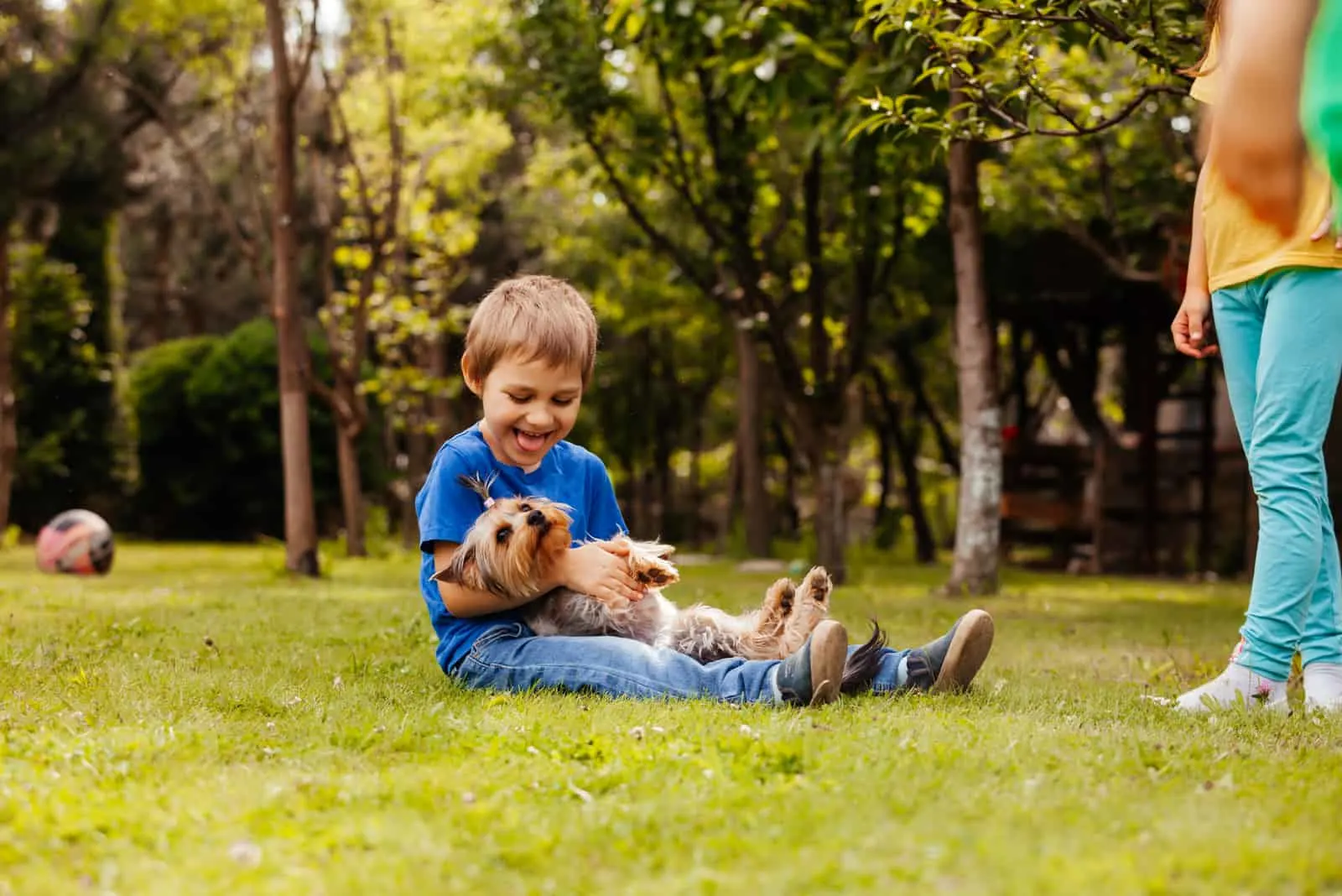boy is having fun with a Yorkshire Terrier in the backyard