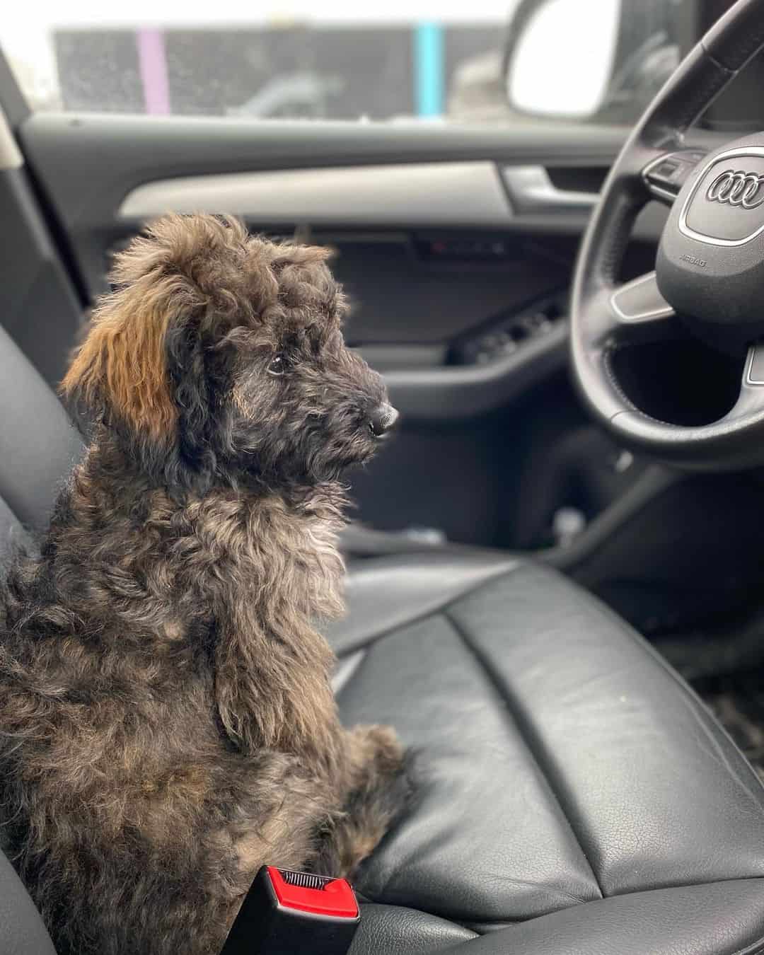 brindle goldendoodle