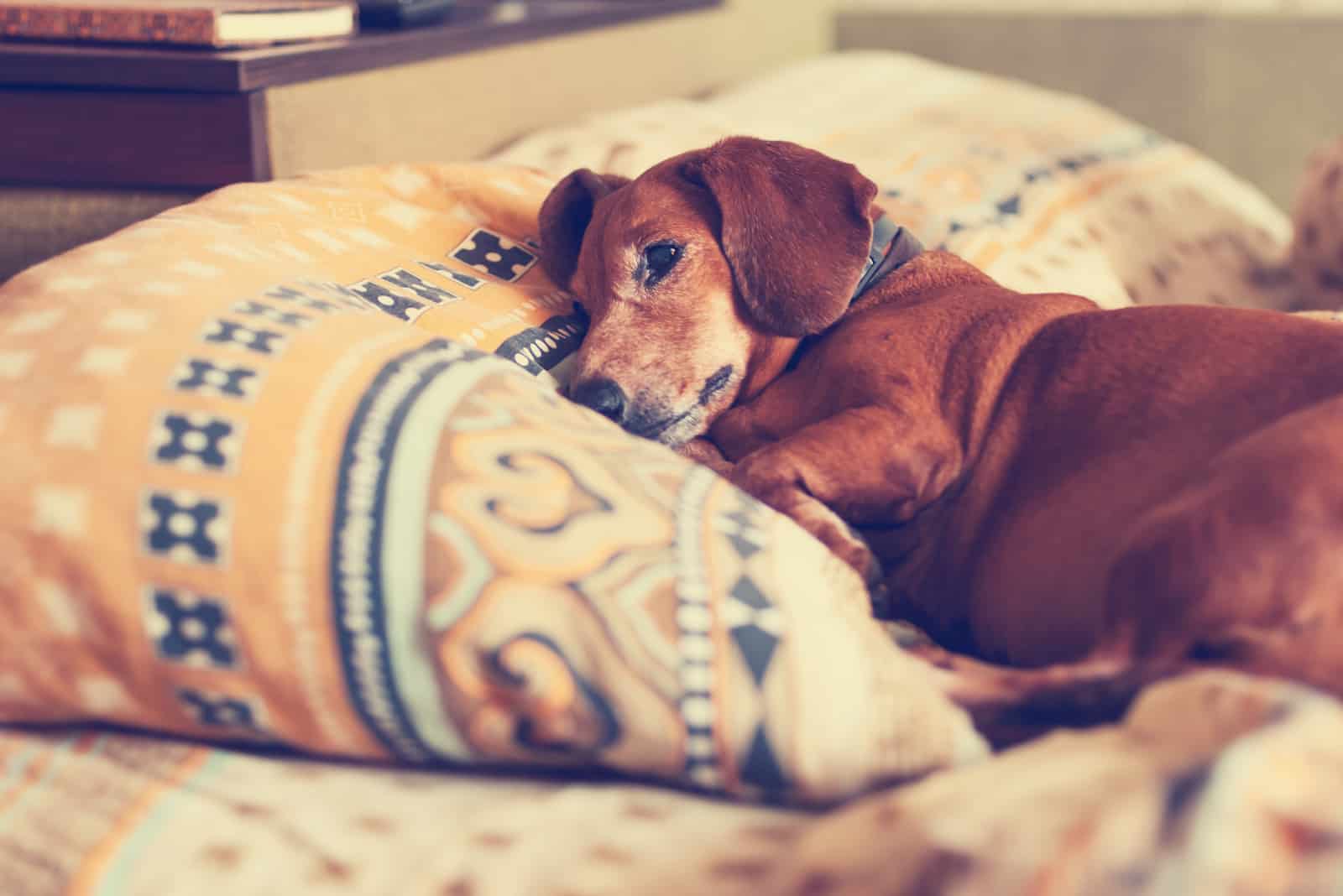 brown dog dachshund lying on the bed