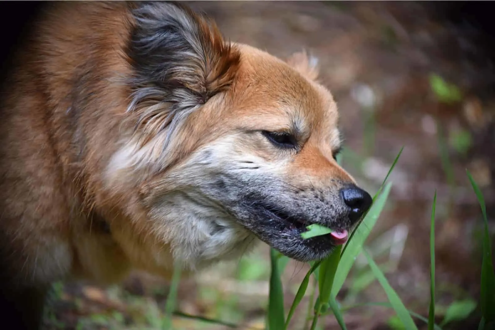 brown dog eating grass