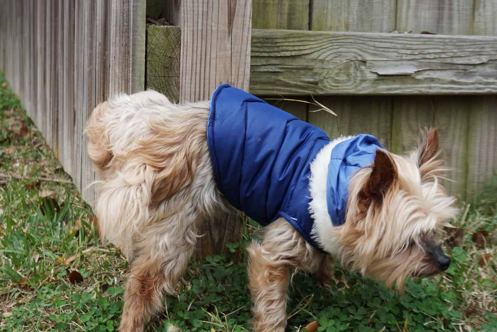 brown fluffy Yorkshire Terrier puppy wearing a blue winter jacket