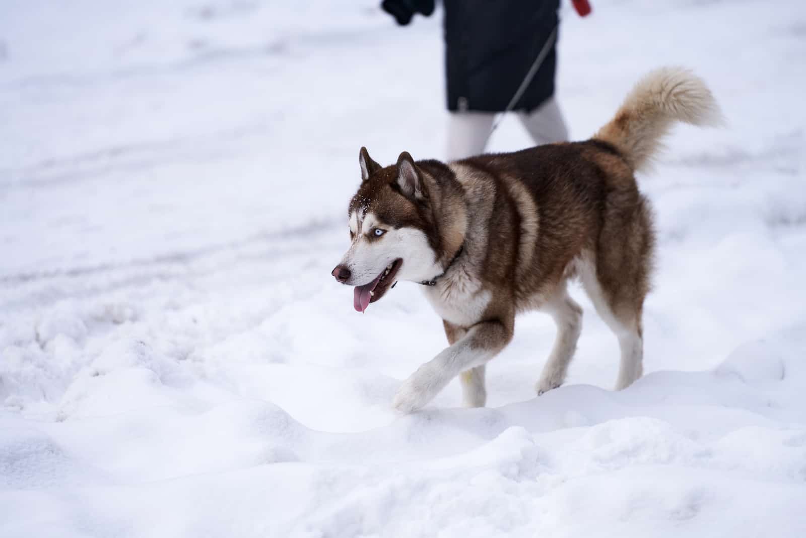 brown husky walking in the snow