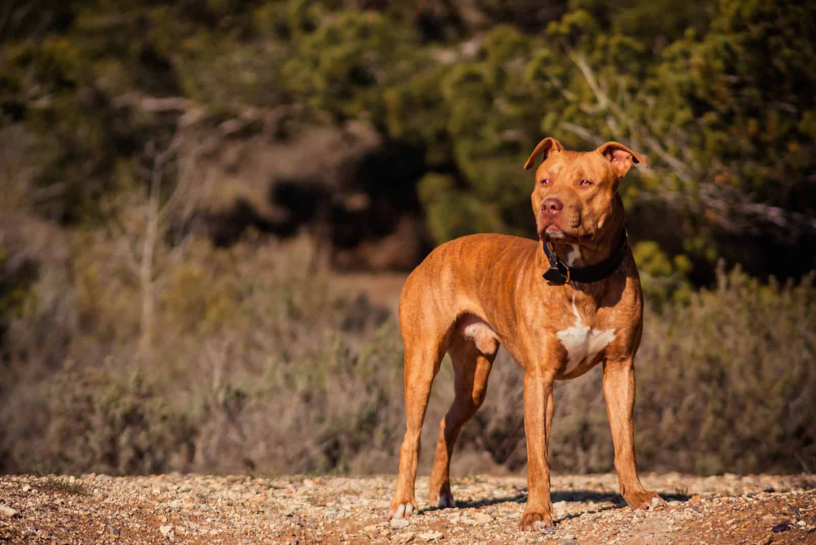 brown pitbull stands in nature