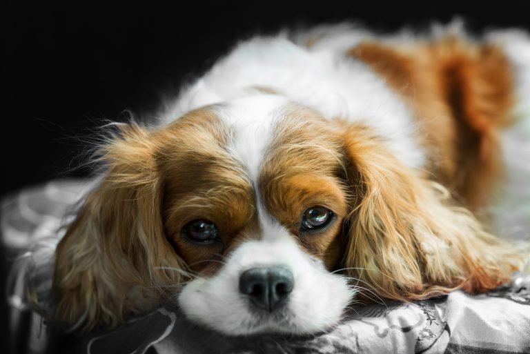 Cavalier King Charles Spaniel Lifespan & Health Issues