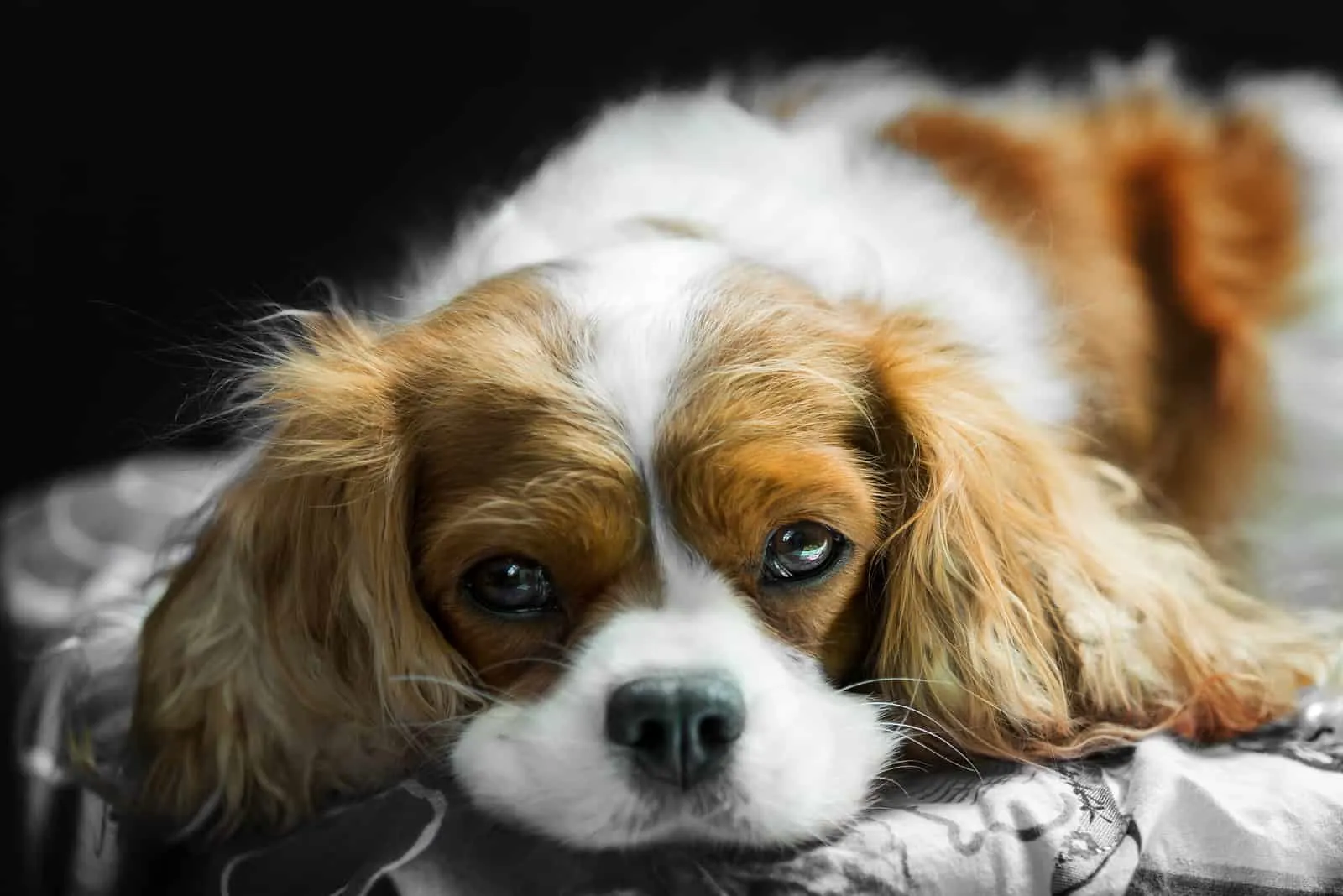 brown white Cavalier King Charles Spaniel dog lying