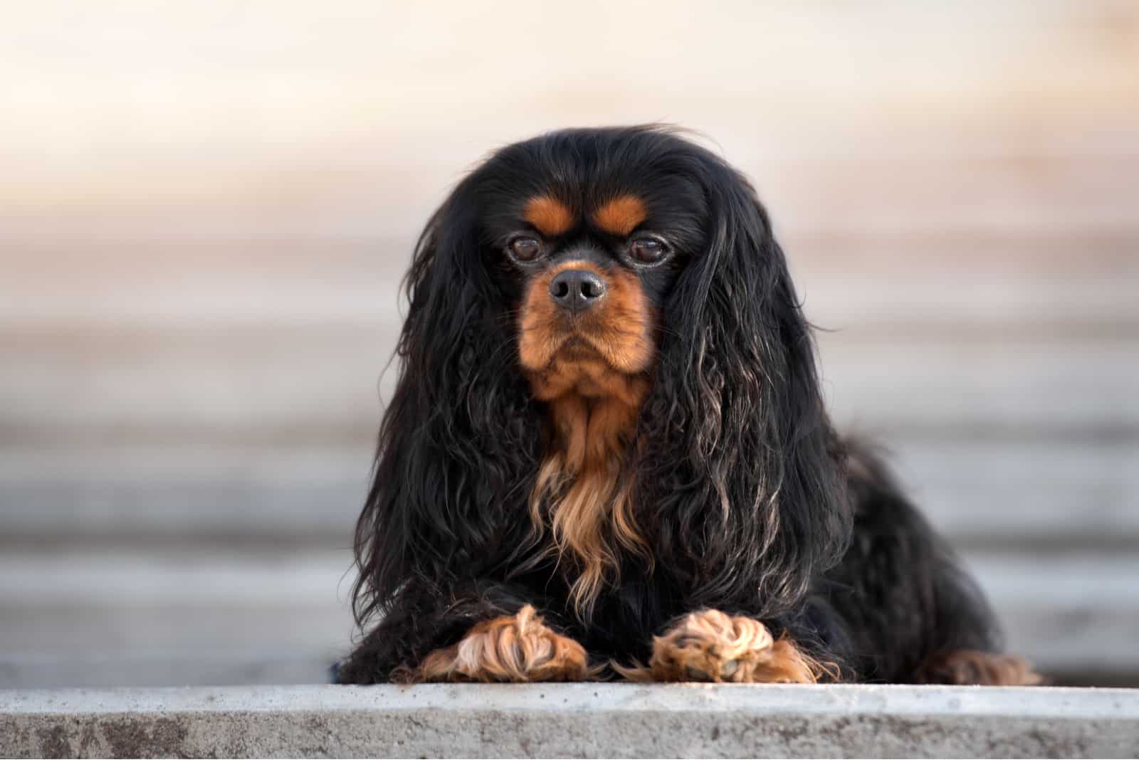 cavalier king charles spaniel dog lying down outdoors