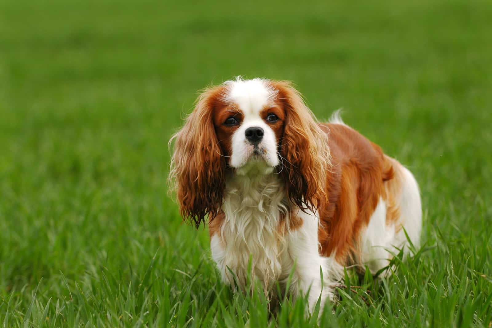 cavalier king charles spaniel on grass