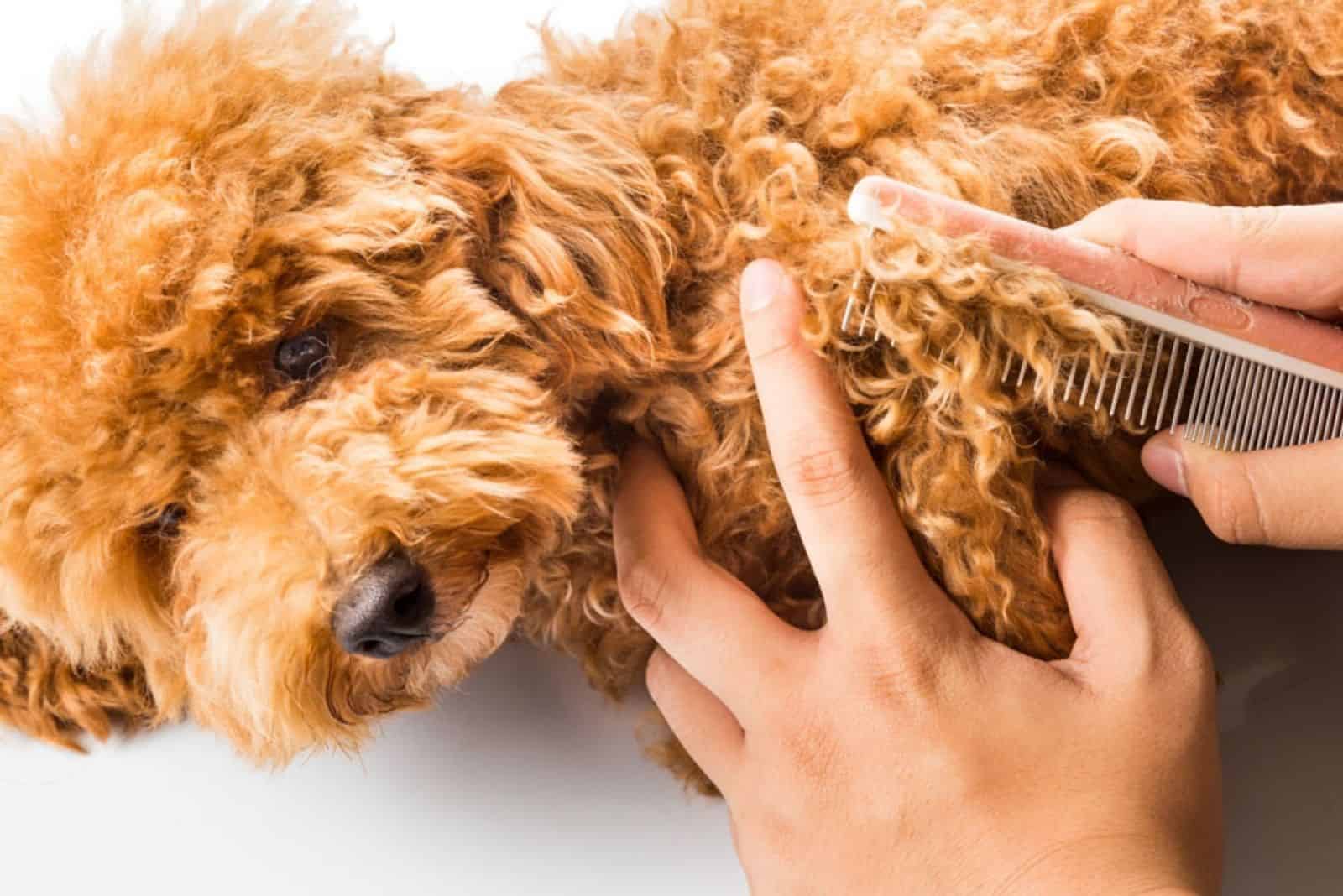 little cavapoo dog grooming