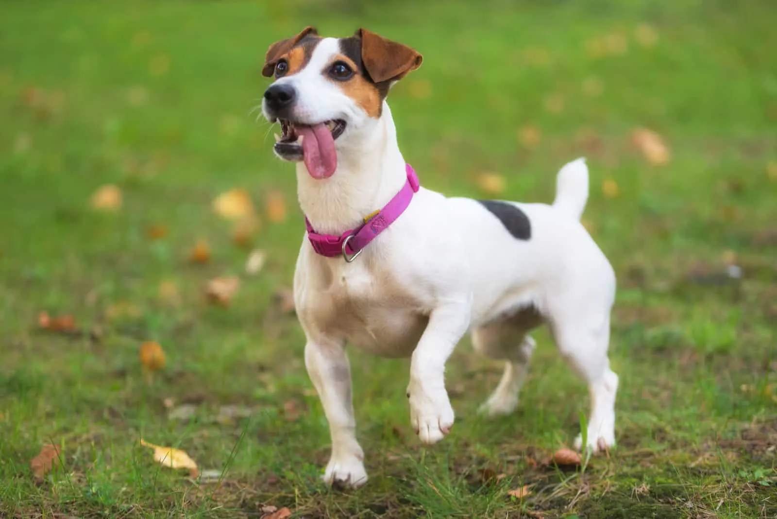 cheerful Jack Russel stands on the grass in the park