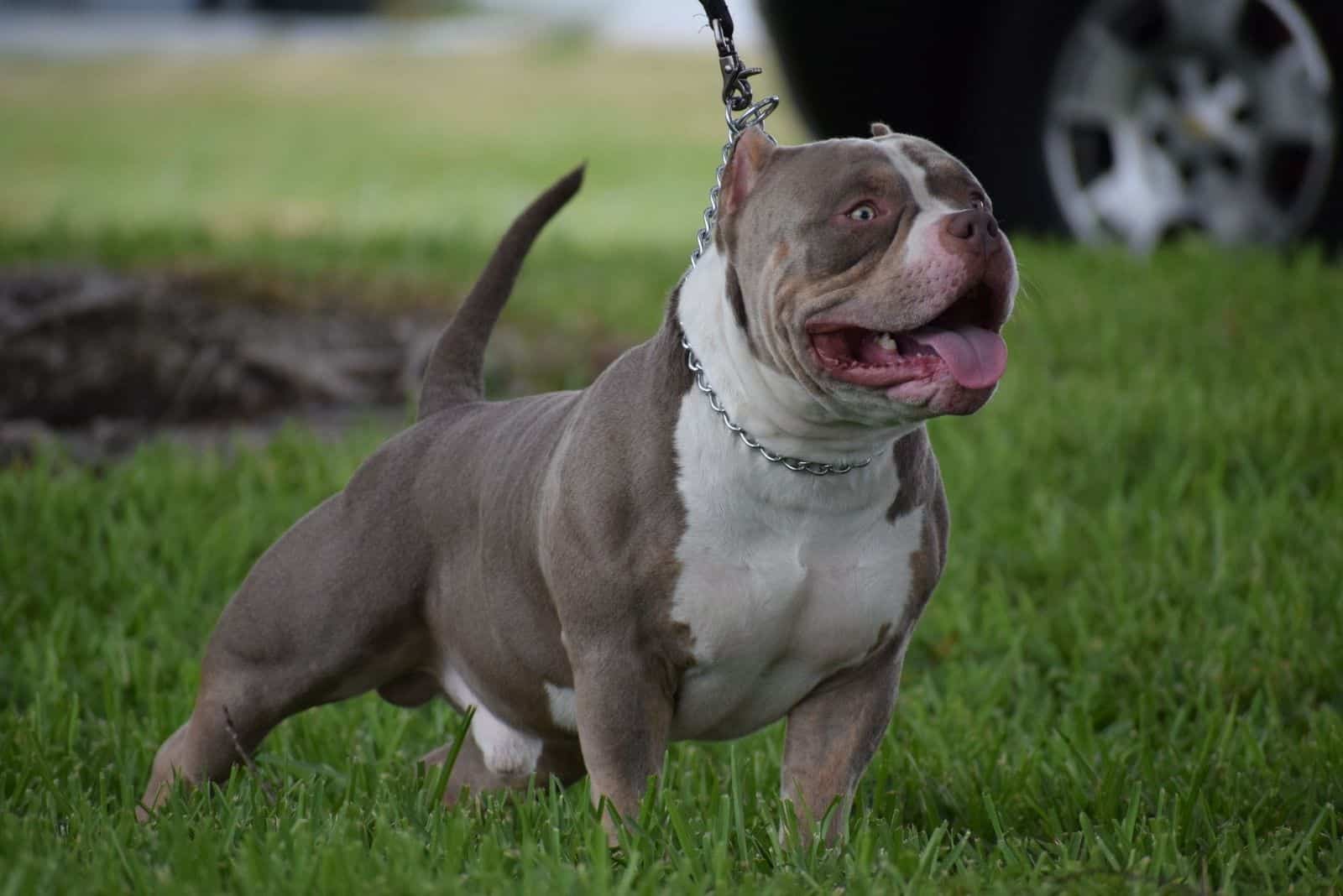 chocolate tri color pitbull