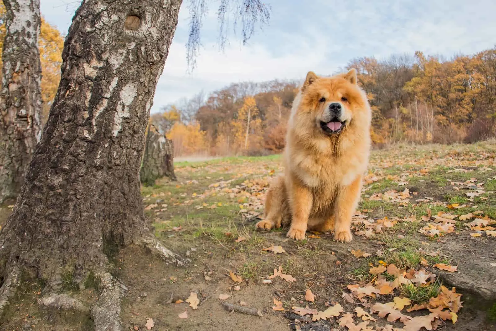 chow chow dog sitting in park