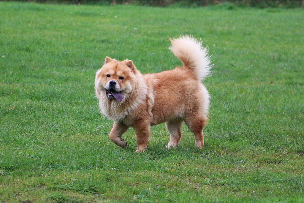 Do Chow Chows Shed? A Guide To This Breed