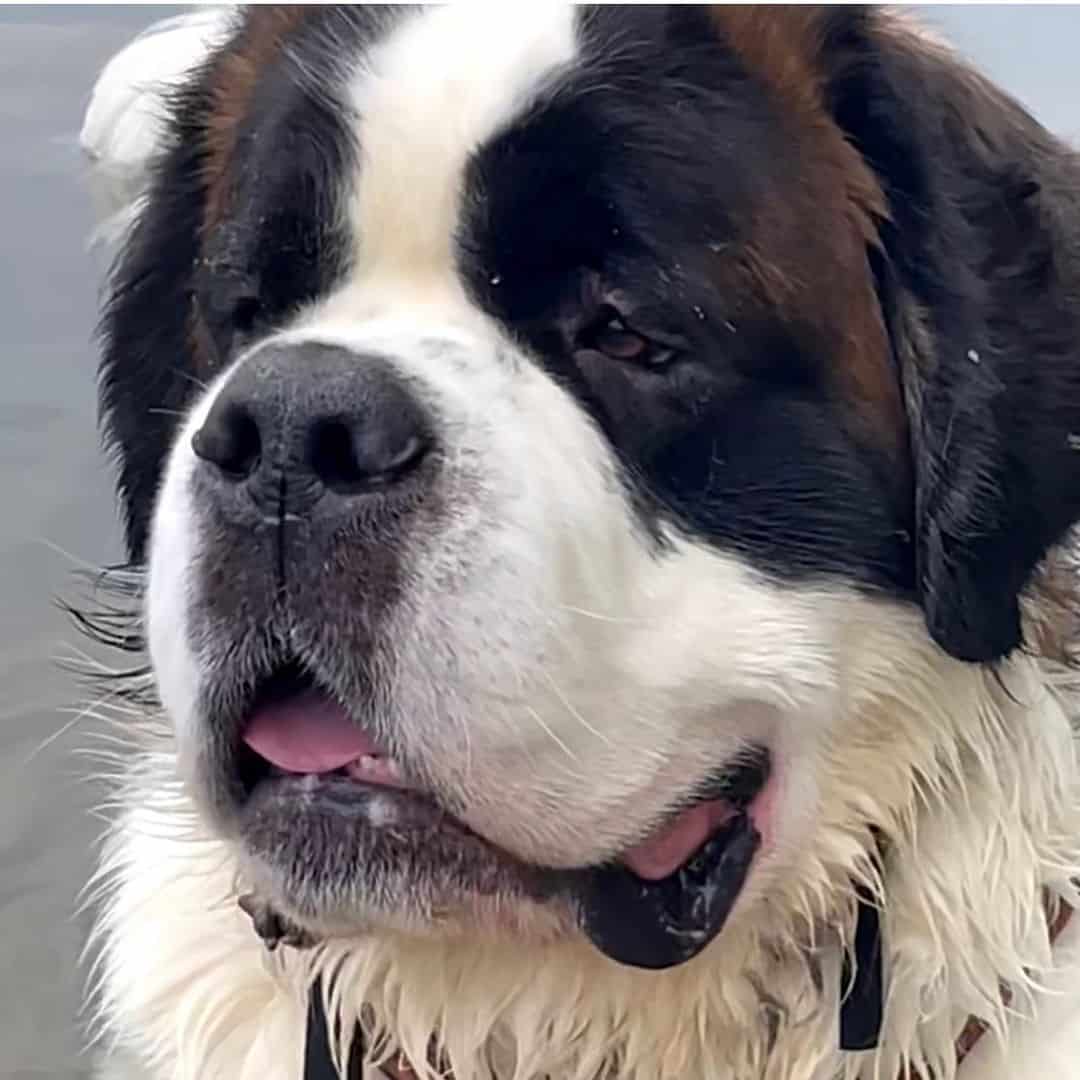 close up photo of Saint Bernard