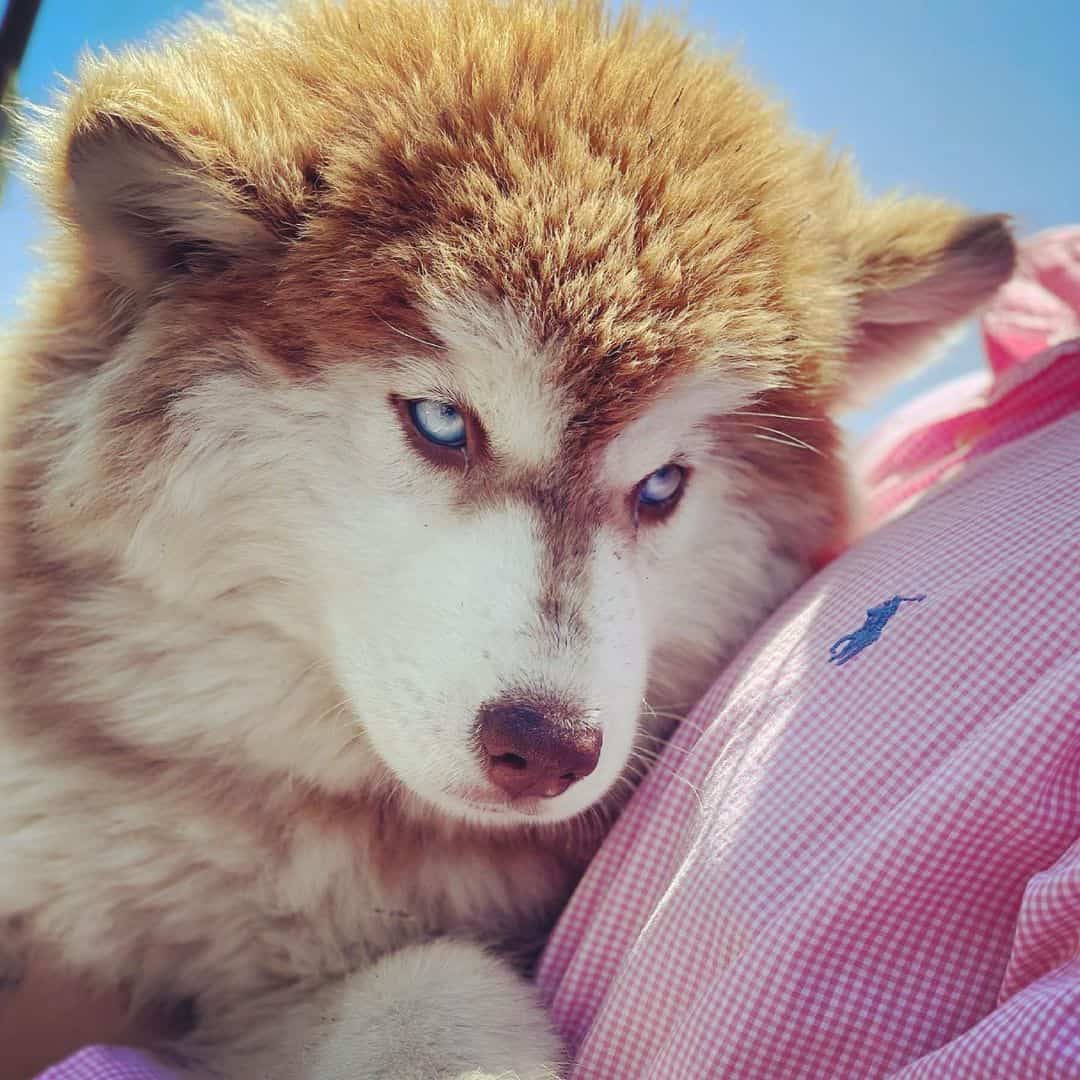 close up photo of Siberian Huskies