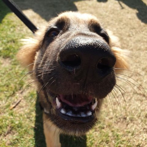 Why Is My Dog's Nose Dry? How To Tell If Your Dog Is Sick