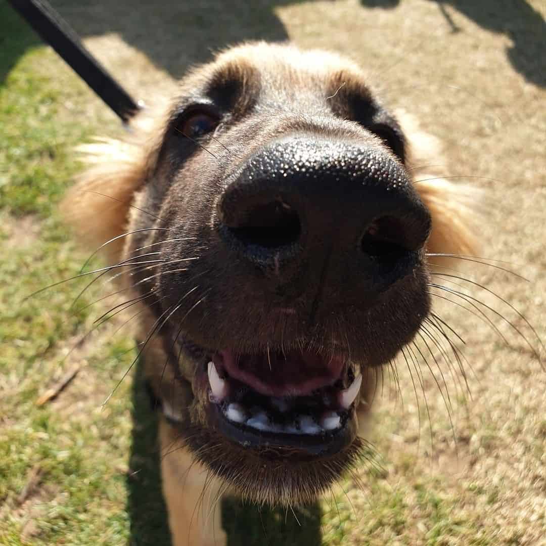 close up photo of dogs nose