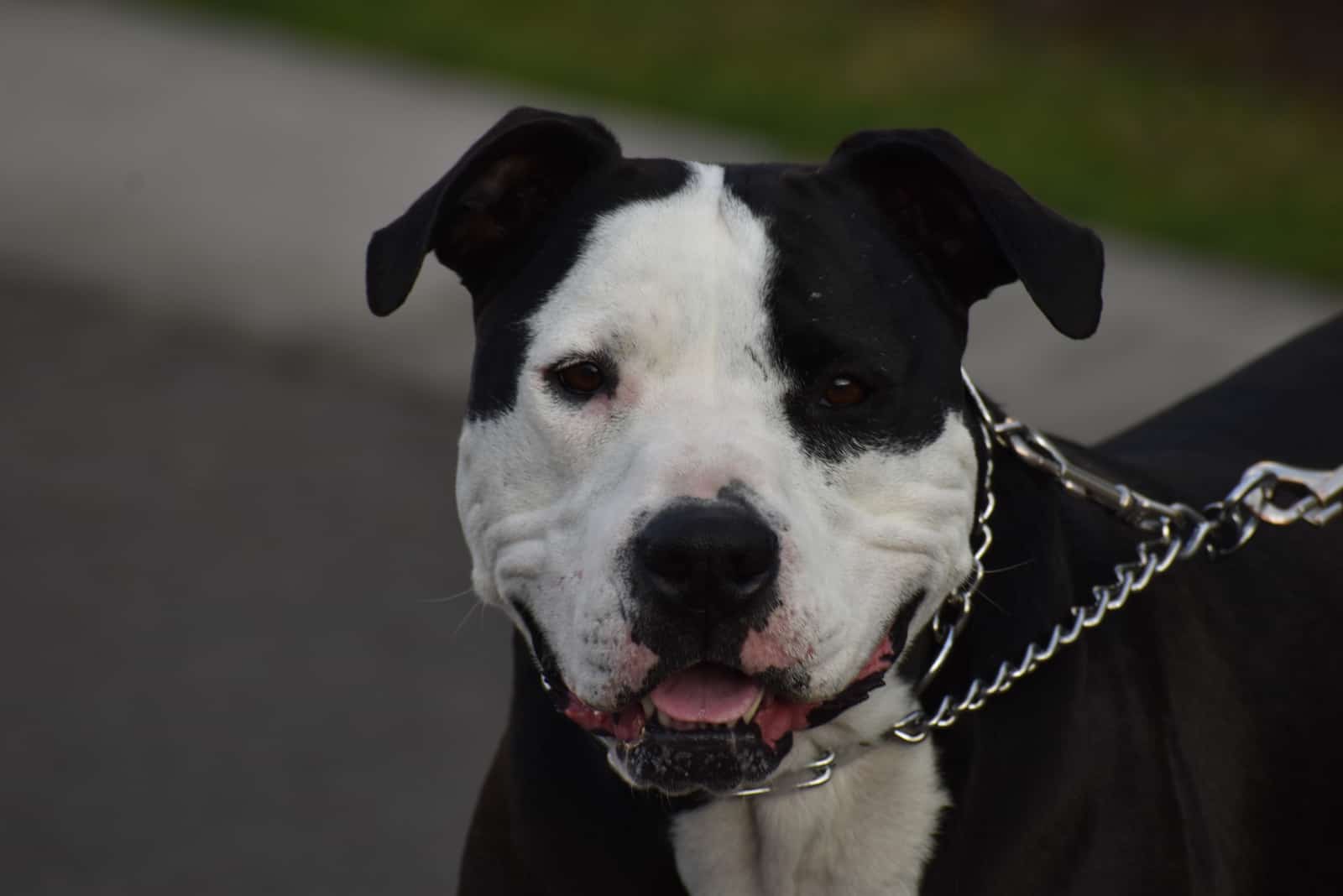 close-up portrait of a beautiful black and white Pitbull