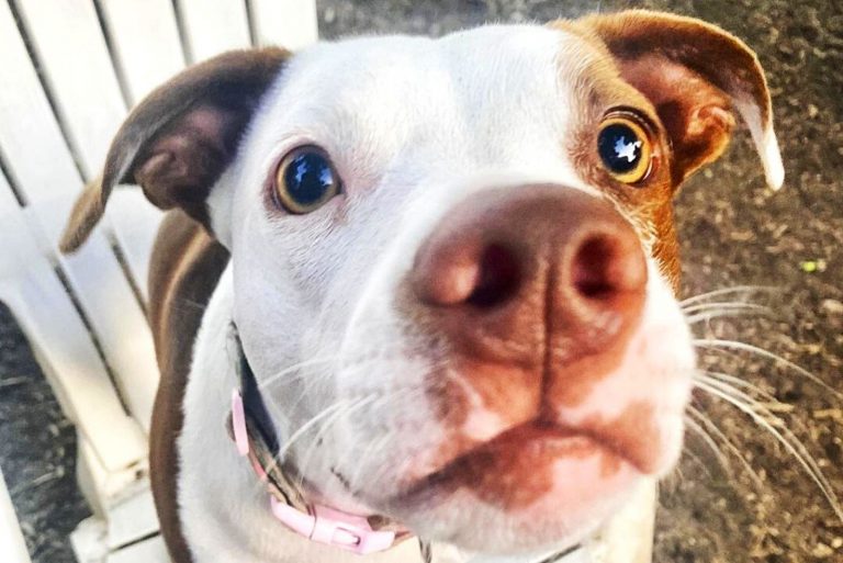 Jack Rusell Pit Bull Mix All You Need To Know About The Jack Pit