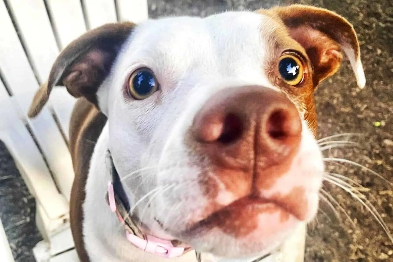 close-up portrait of a cute crossbreed puppy dog