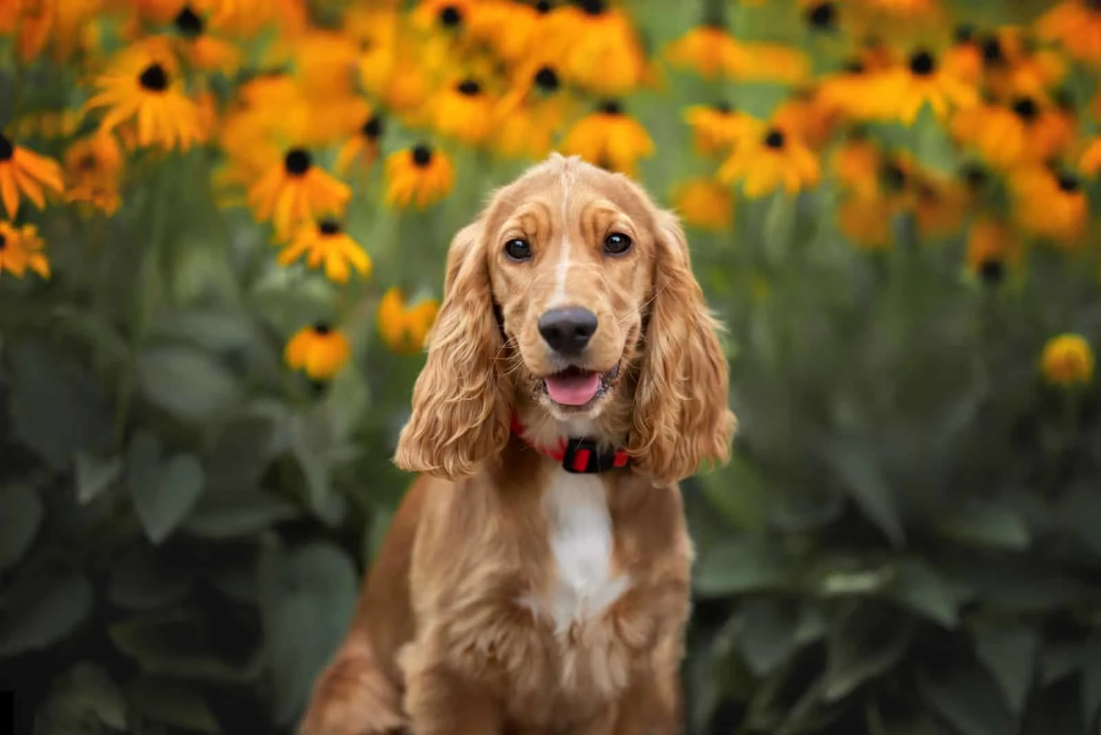 cocker spaniel with blooming flowers in the background