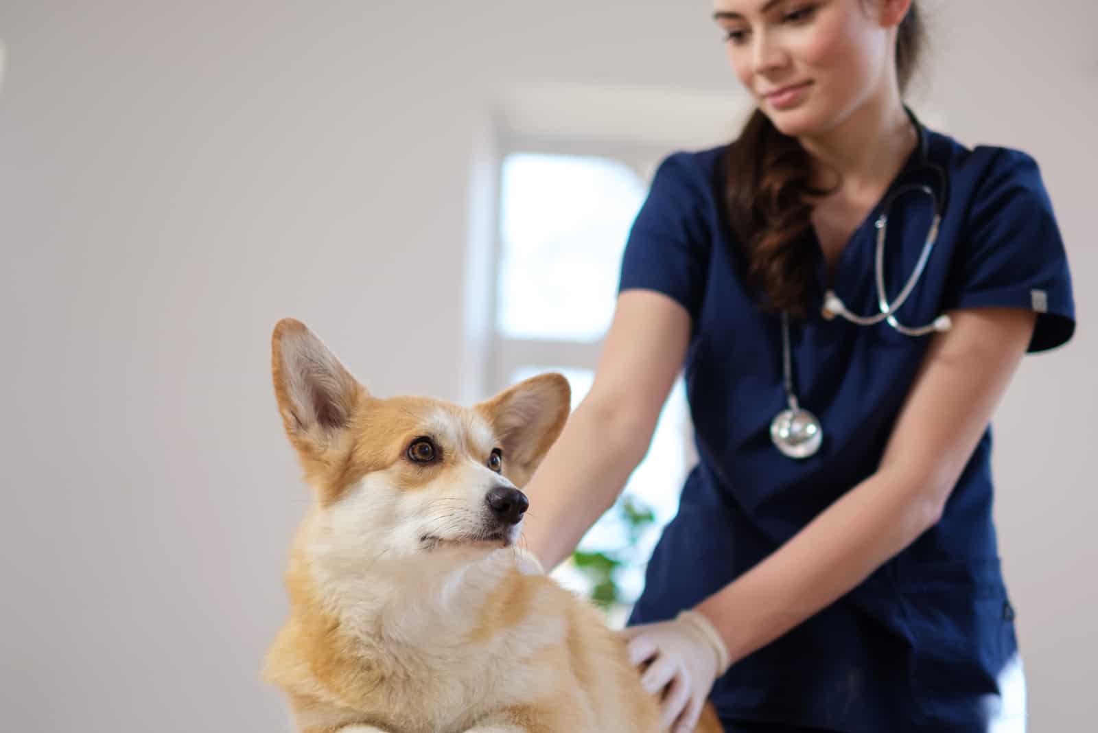 corgi dog lying at vet clinic