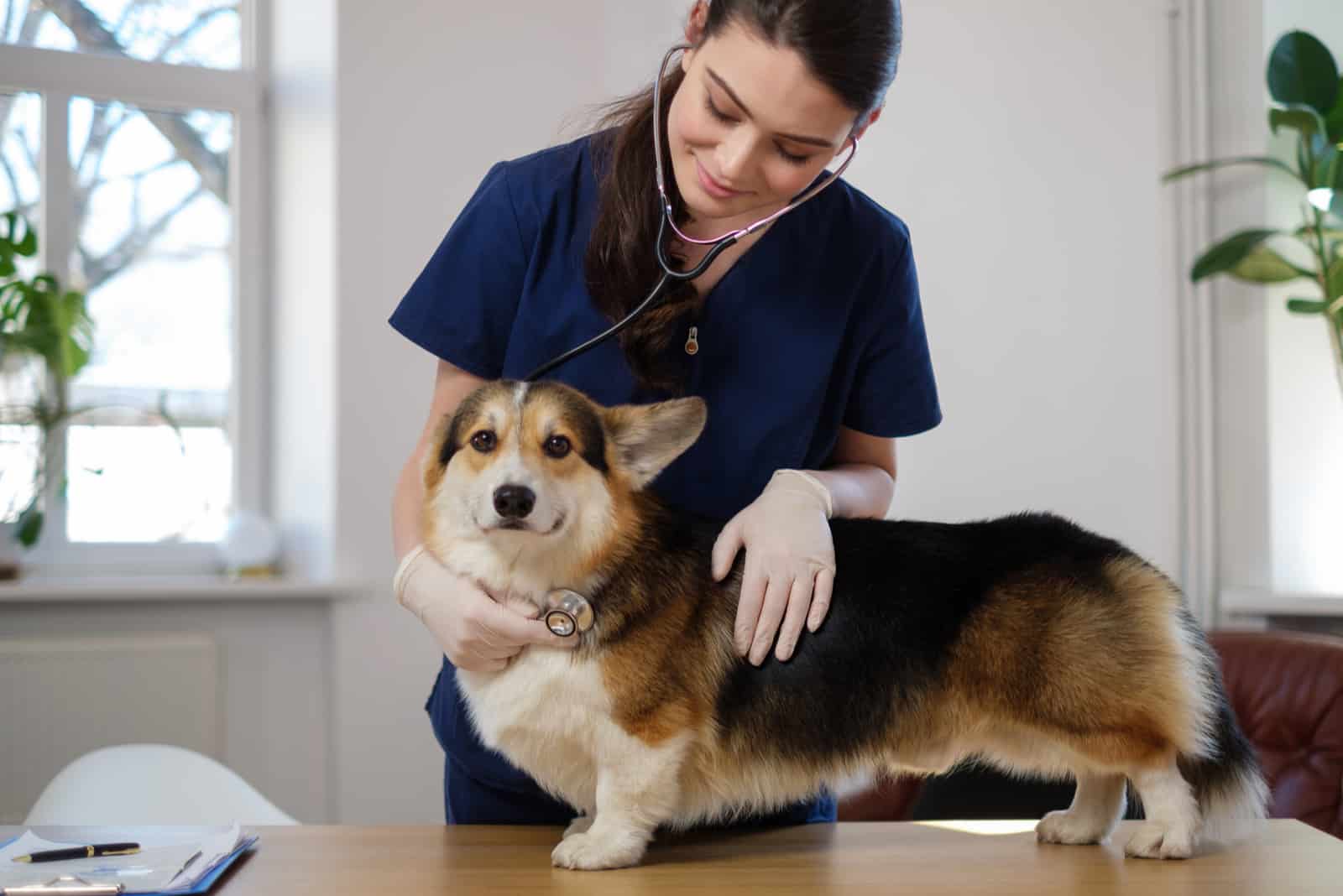 corgi dog at vet clinic being examined