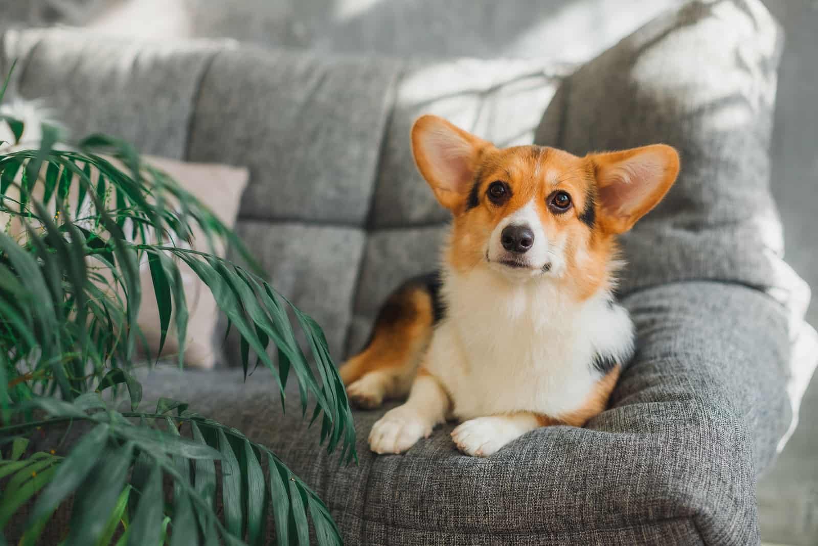 cute little corgi dog lying on gray sofa