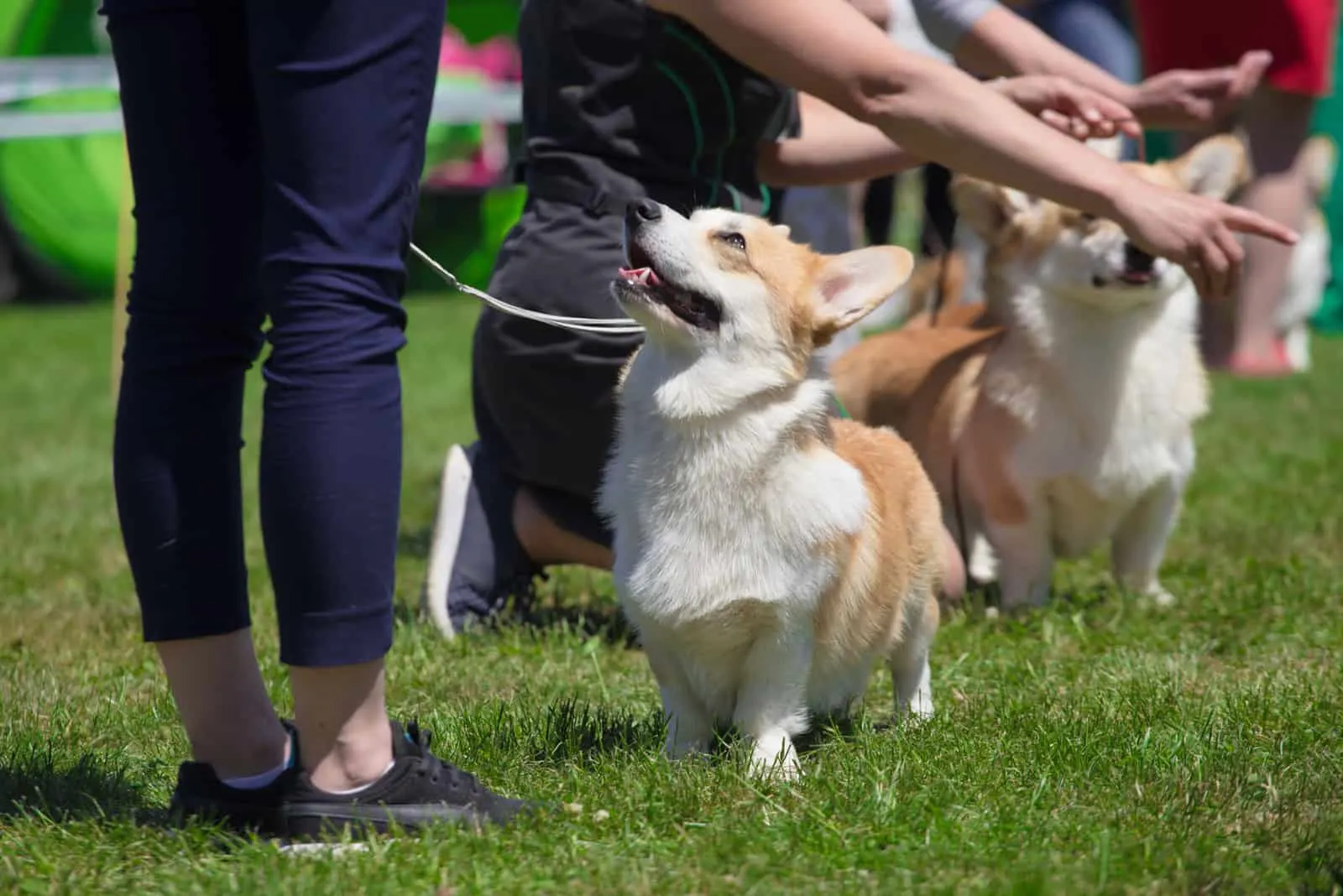 corgi dogs and handlers at the dog show