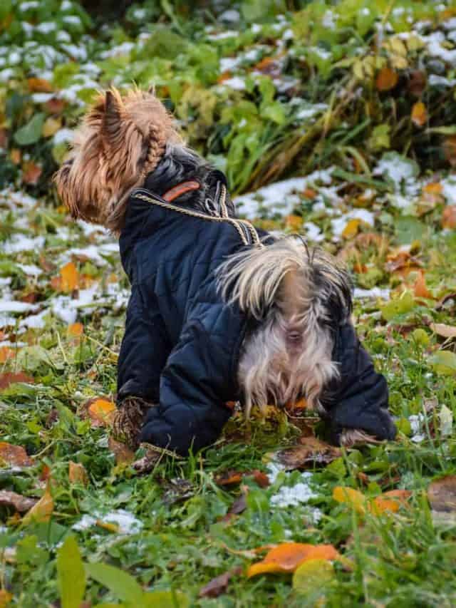 How Long Does A Female Yorkie Period Last