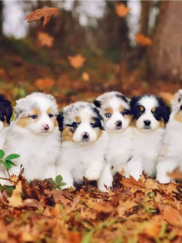 on Autumn in the park on dry leaves sits 6 adorable Australian Shepherd puppies