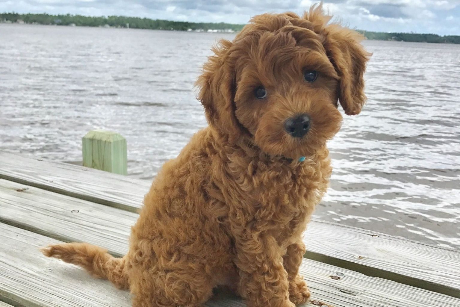 Australian Goldendoodle Everything You Need To Know