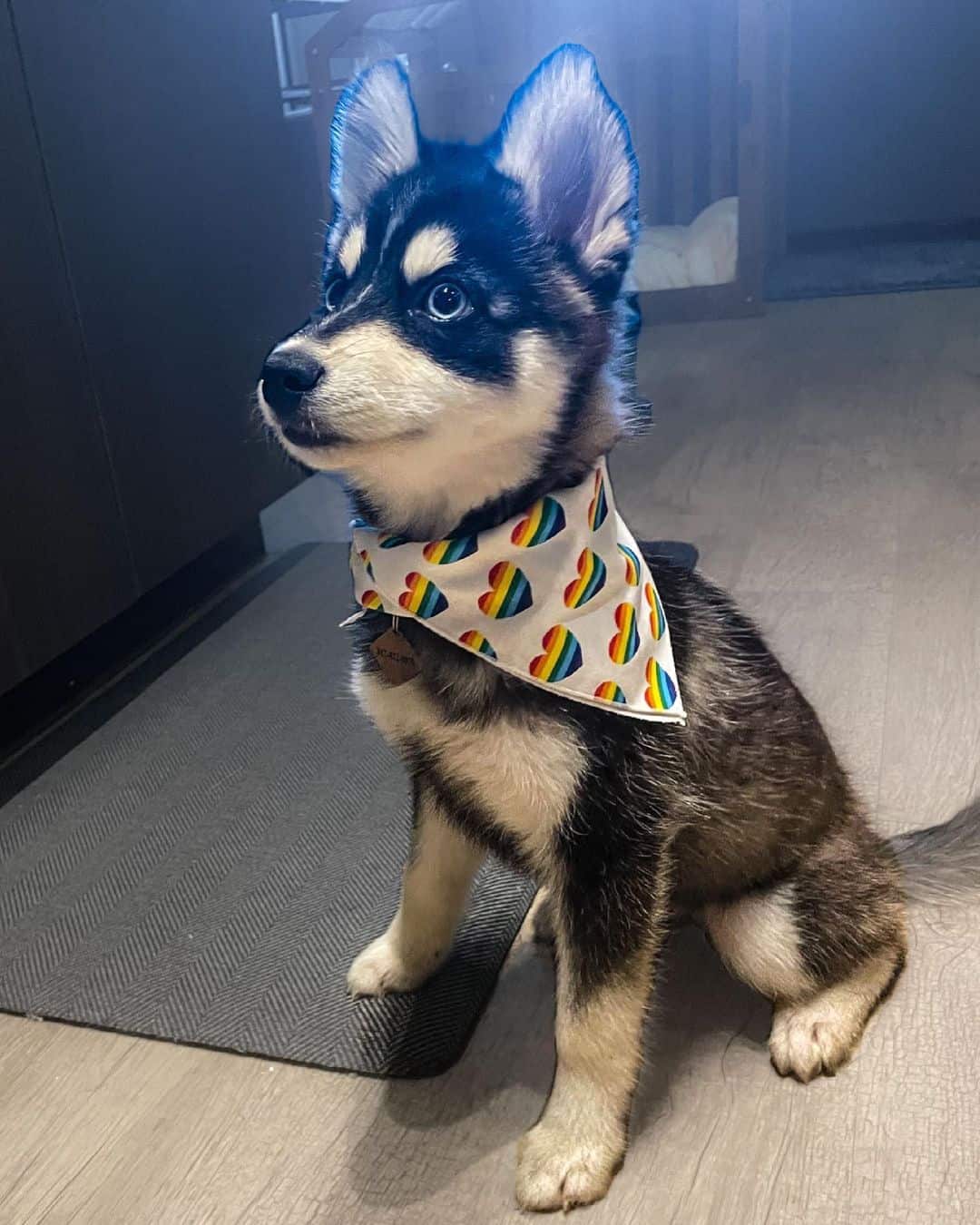 cute Pomsky at home