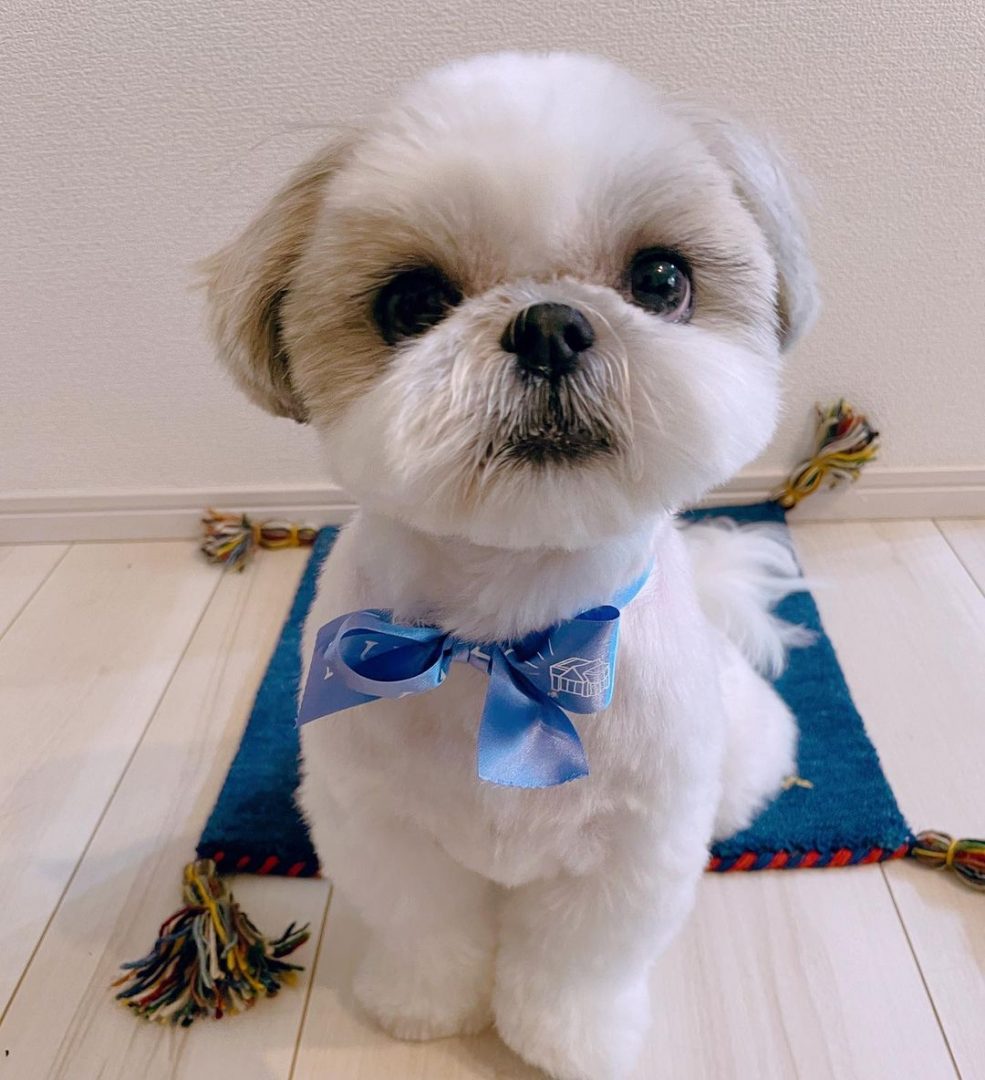 How Much Does A Shih Tzu Cost? Buying And Raising Shih Tzus