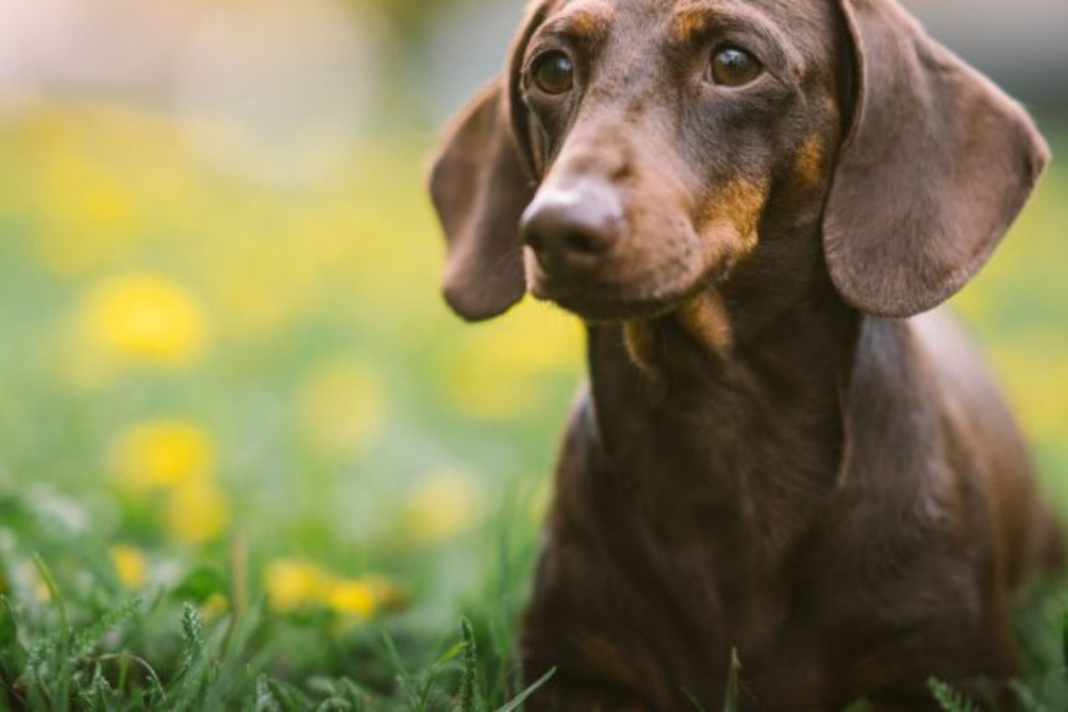 Why Are Dachshunds So Needy? Let's Find Out!